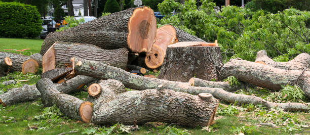 How Our Tree Care Process Works  in  Hawthorne, NJ